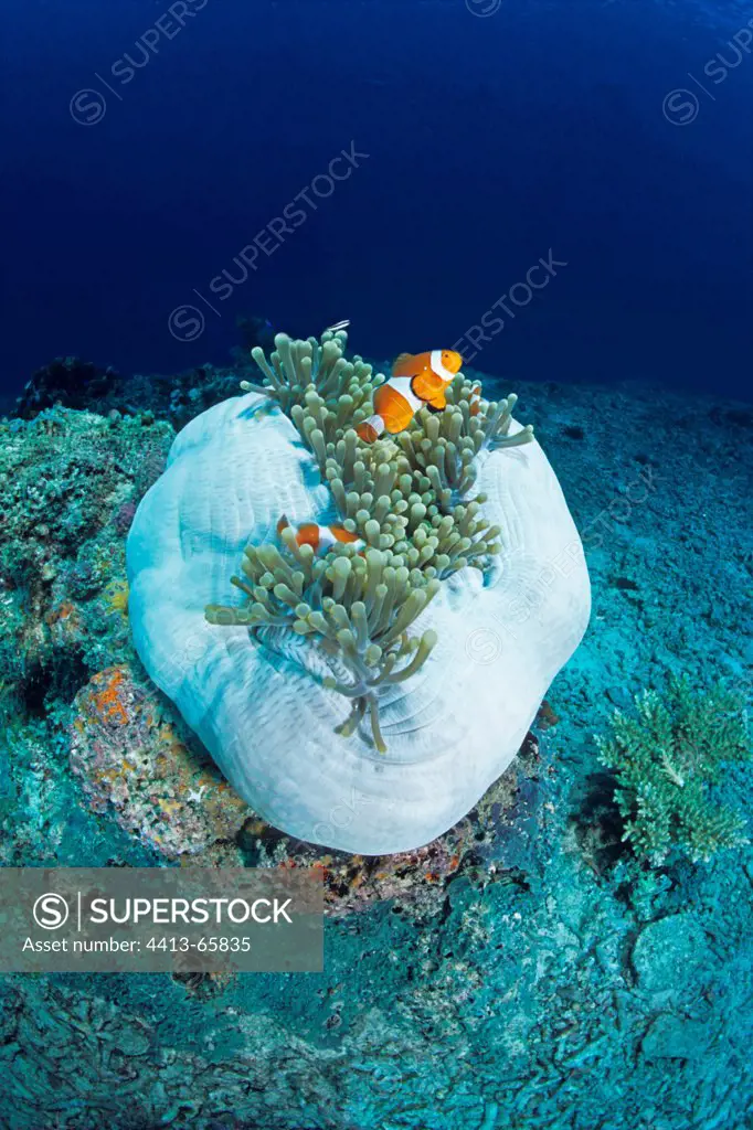 Clown-fishes and sea anemone Sipadan Malaysia
