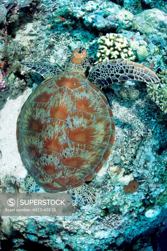 Hawksbill Sea Turtle on reef Sipadan Malaysia