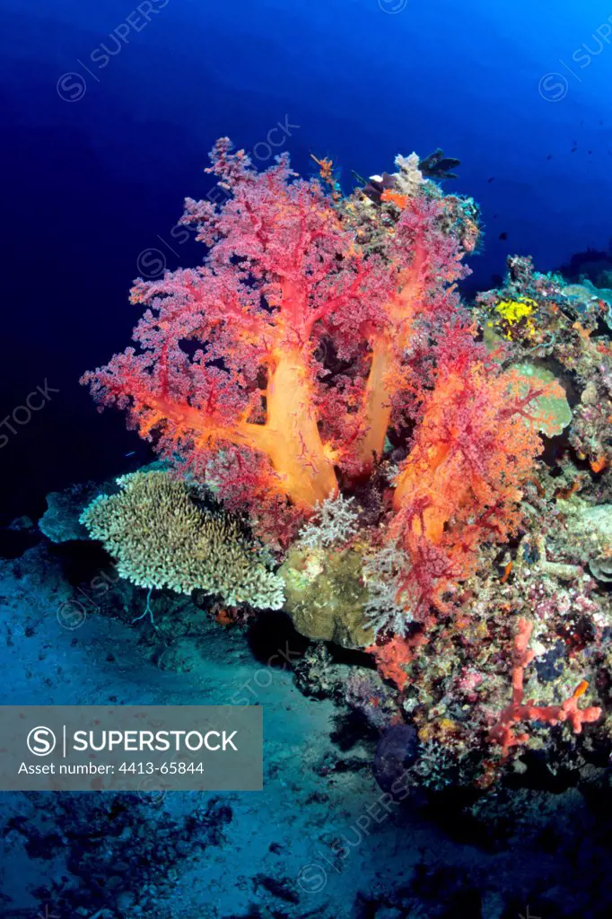 Soft Coral Sipadan Malaysia