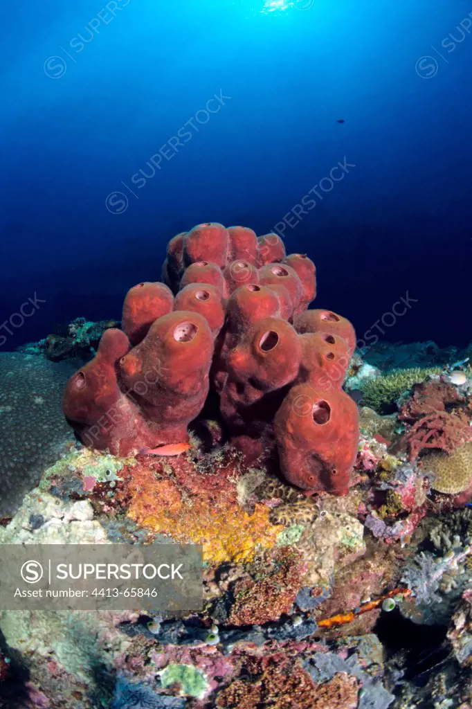 Sponges in reef Sipadan Malaysia