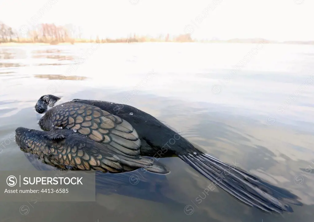 Floating dead cormorant on a pond France