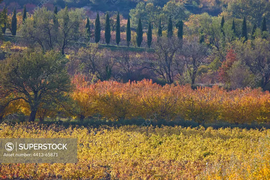 Vineyards cypress and cherry trees in autumn Vaucluse France