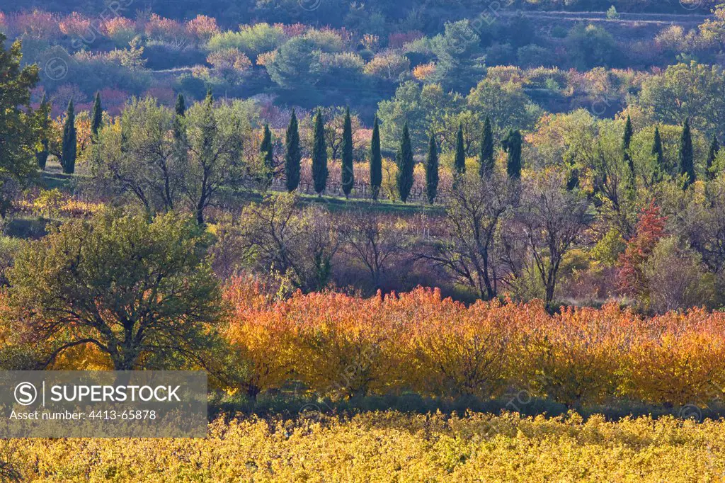 Cypress vineyards and cherry trees in autumn Vaucluse