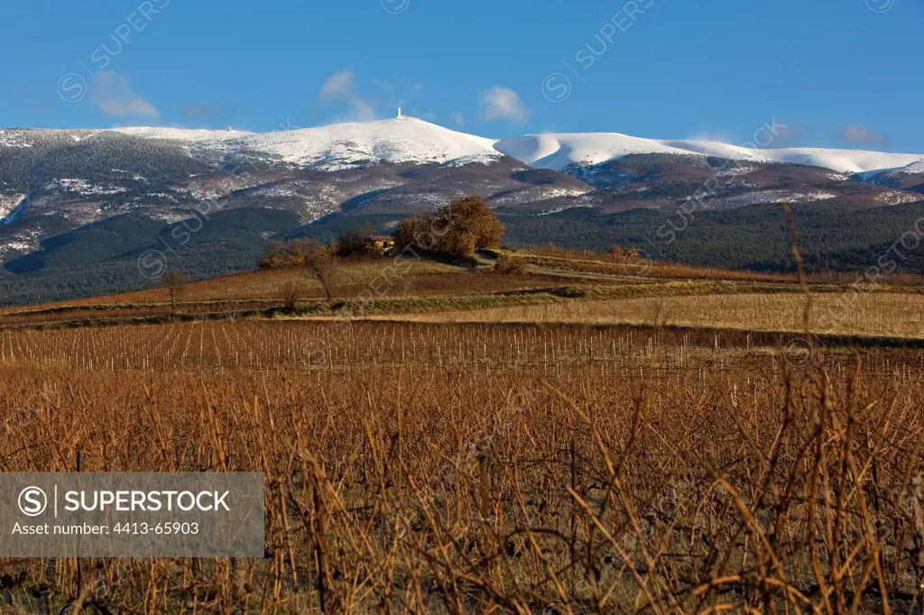 Vineyards and Mont Ventoux in winter France