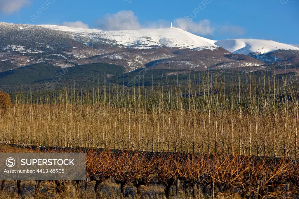 Vineyards and Mont Ventoux in winter France