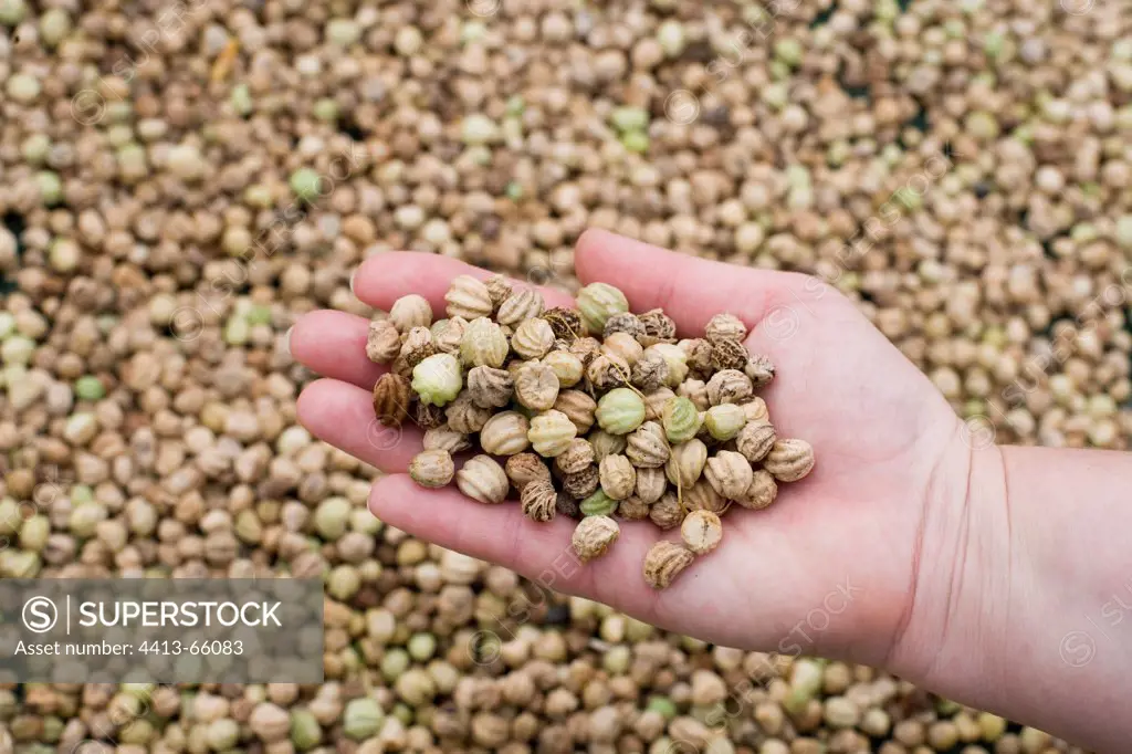 Capucine seed harvest France