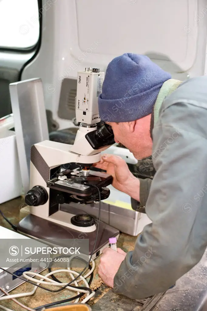Technician observing the semen of a bullin the microscope
