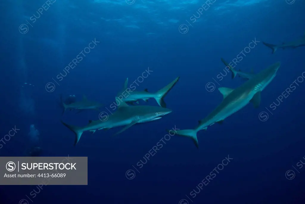 Grey Reef Sharks attracted by the presence of divers
