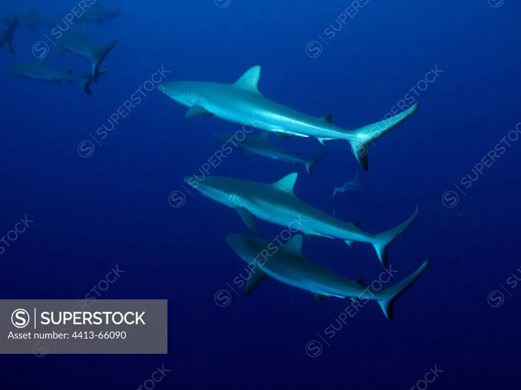 Male Grey Reef Sharks following Sandbar Sharks Tiputa