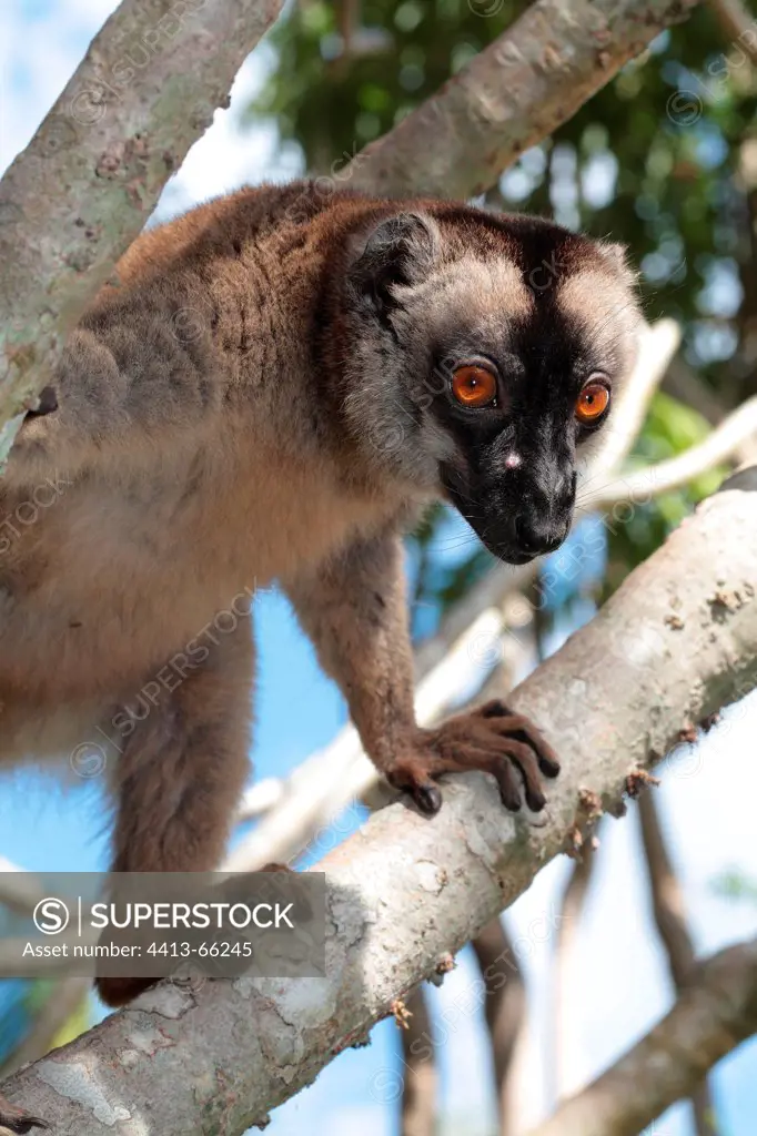 Male Brown Lemur in balance on a branch Mayotte