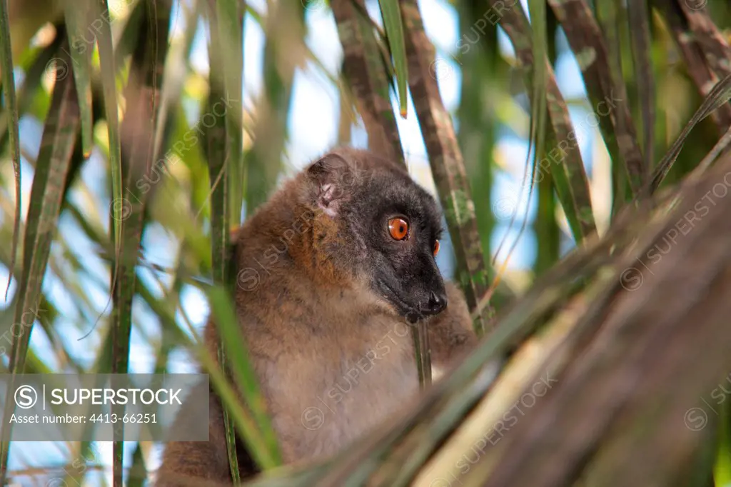 Female Brown Lemur in a Banana Tree Kahani Mayotte
