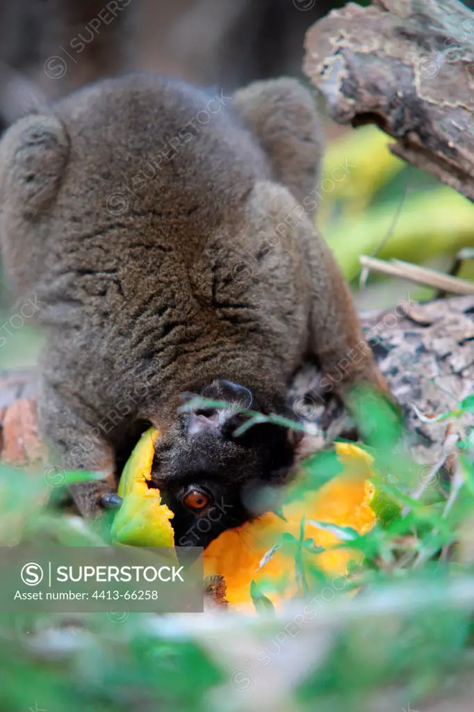 Brown Lemur eating a papaya Kahani region Mayotte