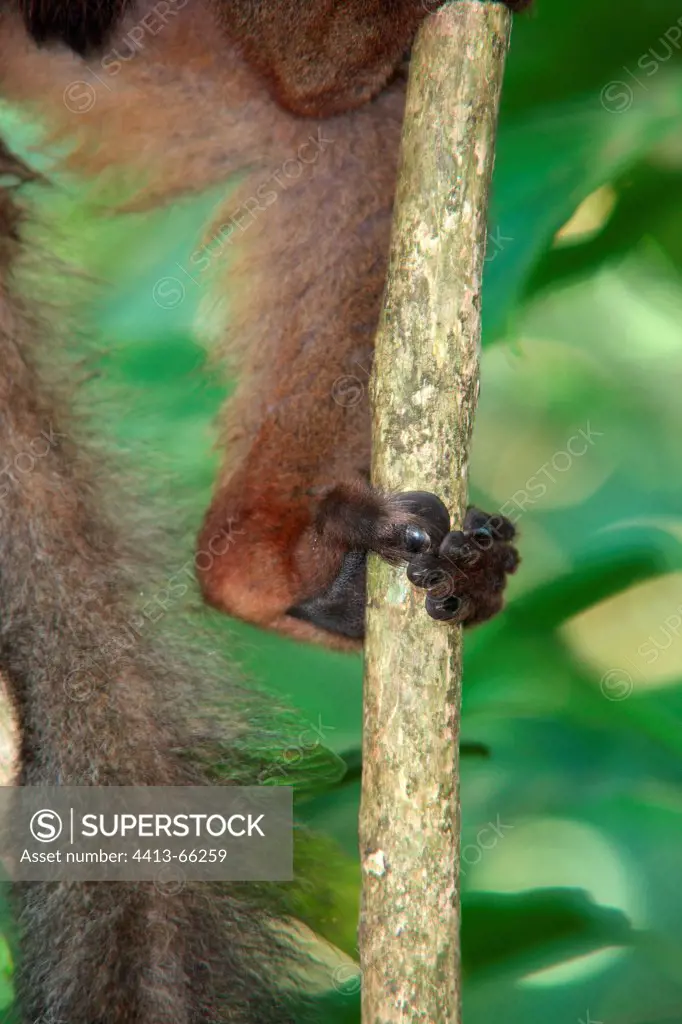 Hind leg of a Brown Lemur climbing Mayotte