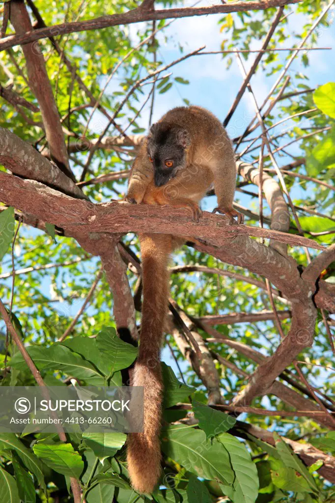Brown Lemur grooming on a branch Kahani region