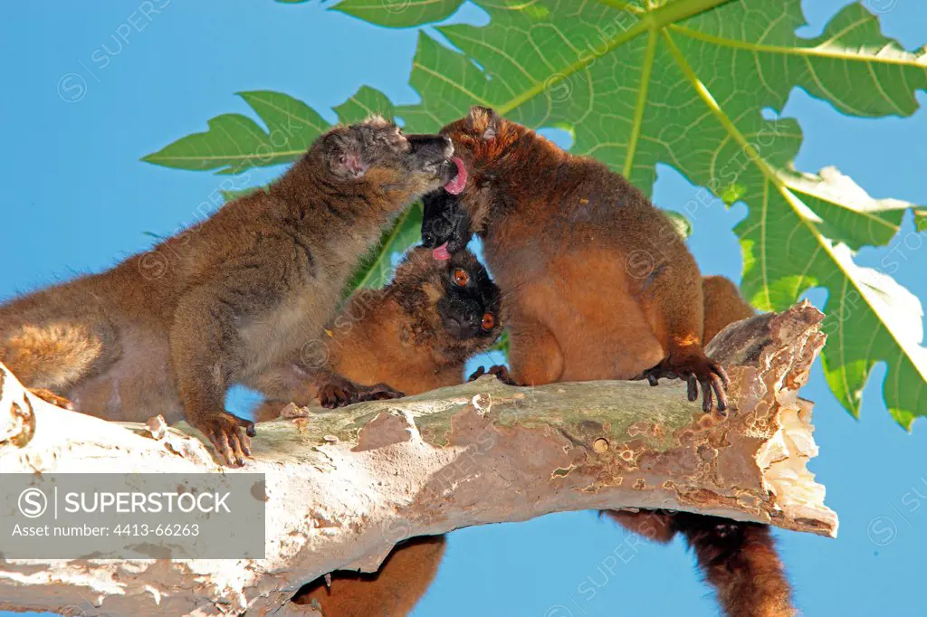 Group of Brown Lemurs grooming in a Papaya Tree Mayotte