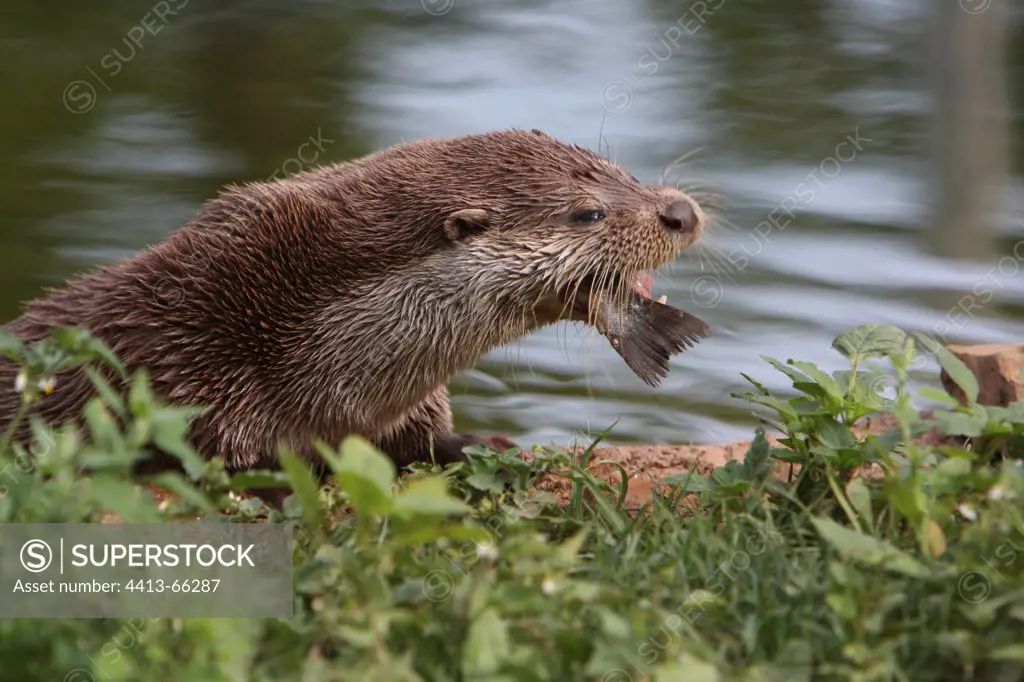 European Otter eating a fish in the Poitevin Swamp