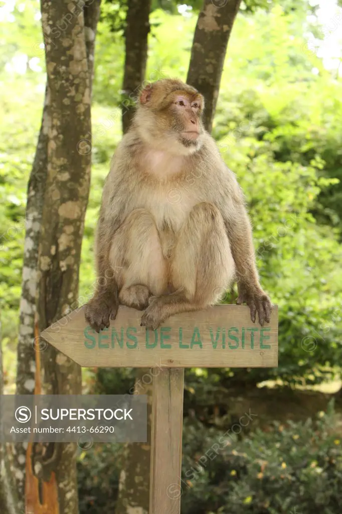 Barbary Macaque sitting on a signpost France