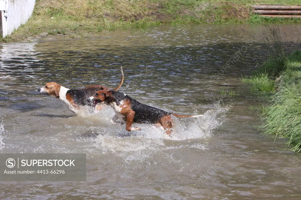 Poitevins running in water