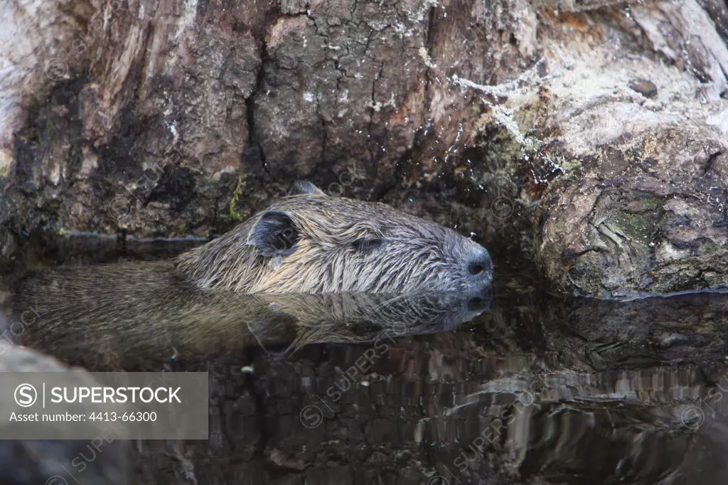 Coypu swimming in the waters of the Poitevin Swamp France