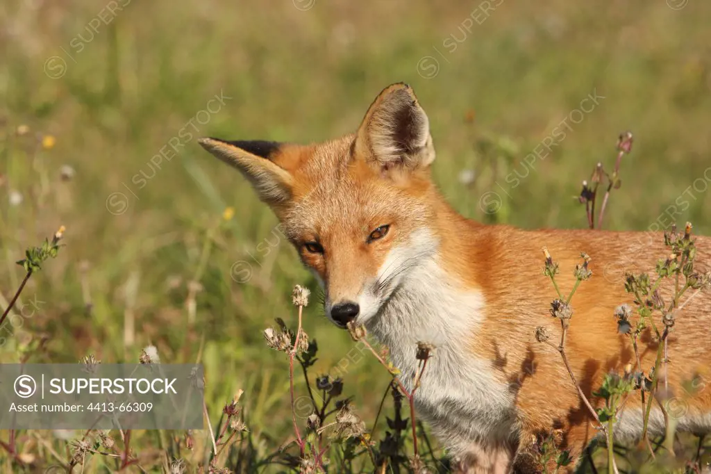 Red Fox smelling a grass Essonne France