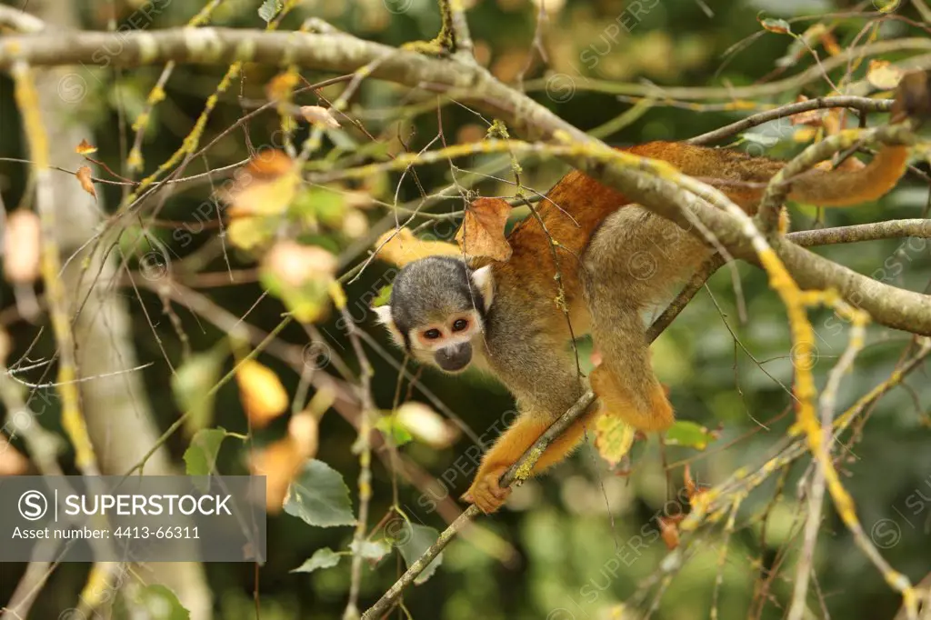 Bolivian Squirrel Monkey moving in a tree France