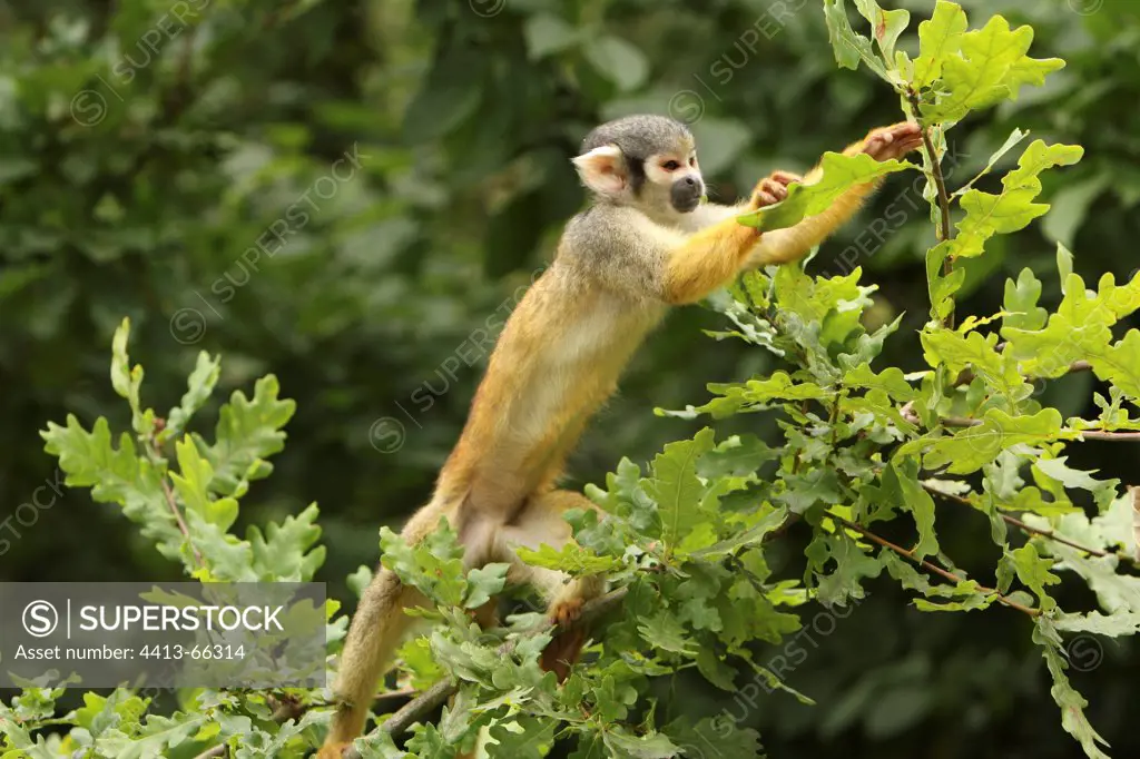 Bolivian Squirrel Monkey moving in a Oak France