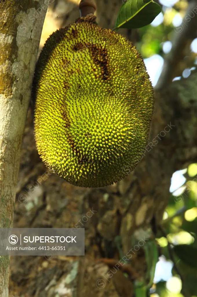 Jackfruit on the tree Mayotte