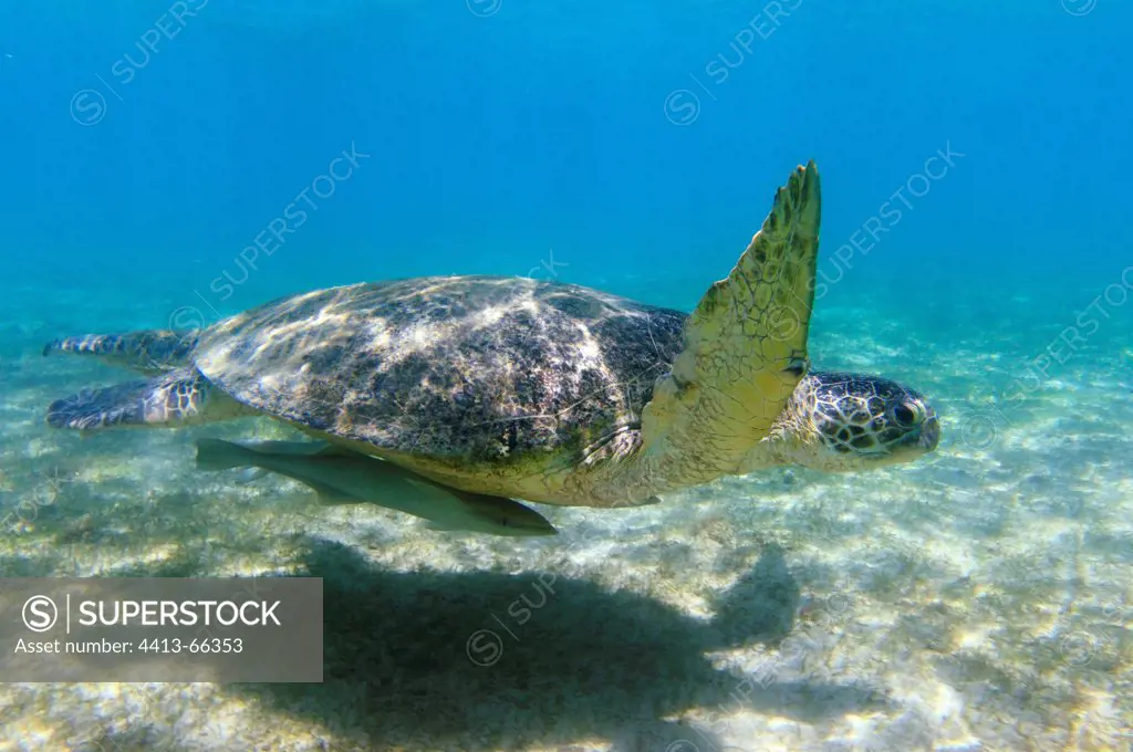 Green sea Turtle male and Remora swam over a herbarium