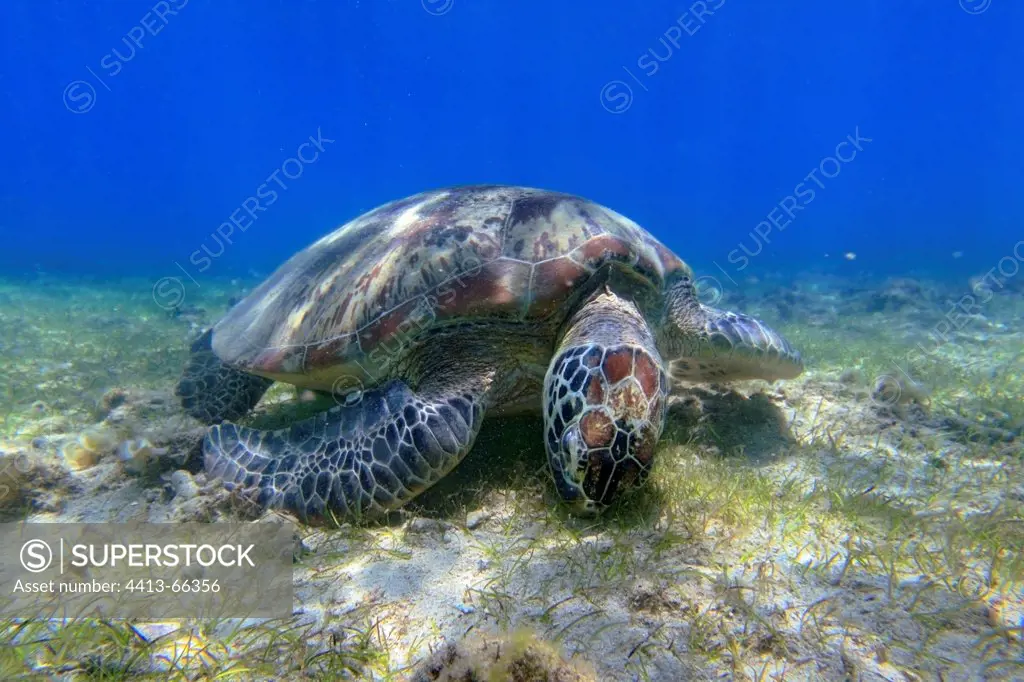 Green sea Turtle feeding on a herbarium Mayotte