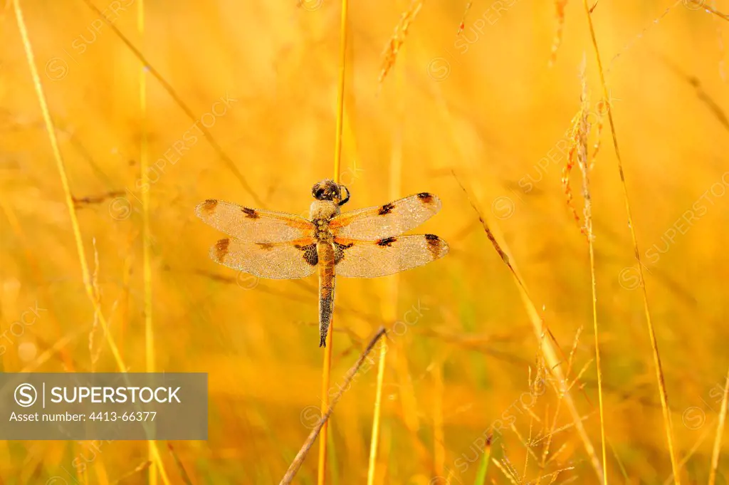Four-spotted Skimmer warming in the sun Touraine France