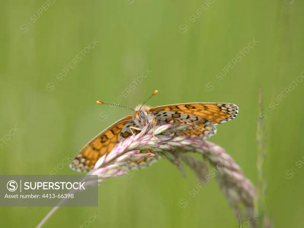 Fritillary landed on a grass inflorescence Jura France