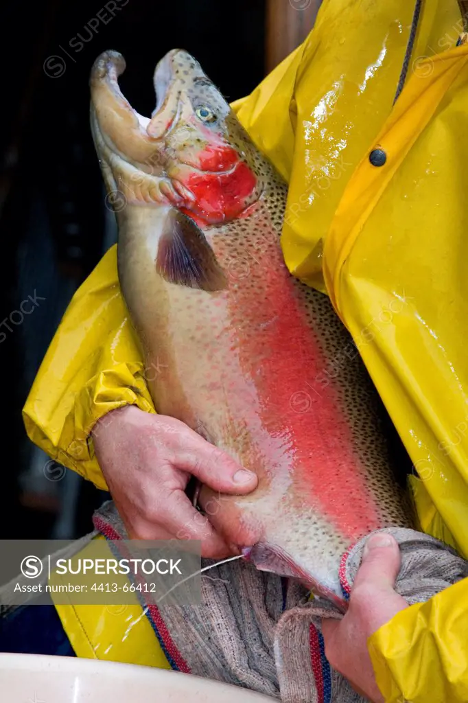 Fertilization of ova by pressing a male trout
