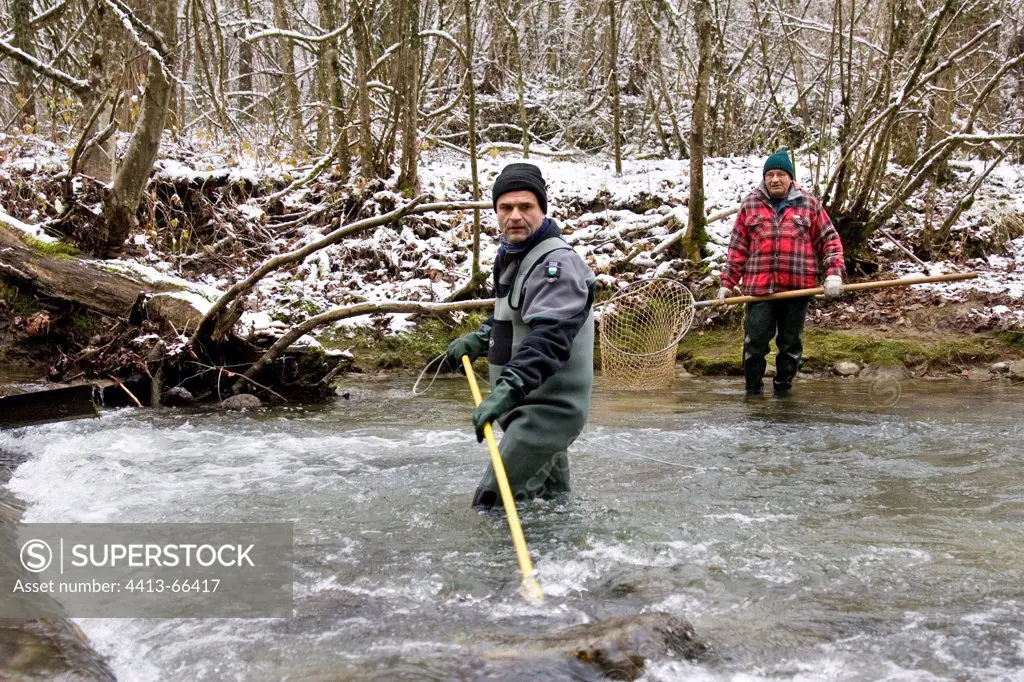 Catching trout broodstock for reproduction