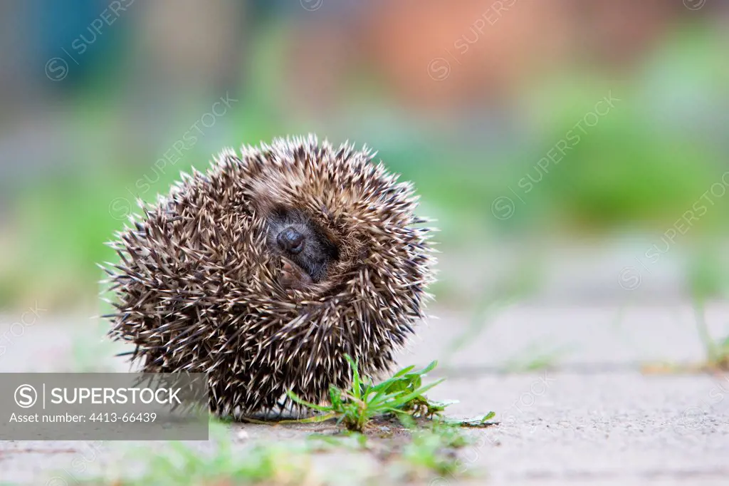European hedgehog rolled into a ball Oberbruck Haut-Rhin