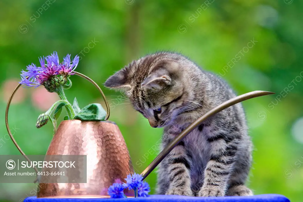 Tabby kitten in front of a watering can copper and Blueberries