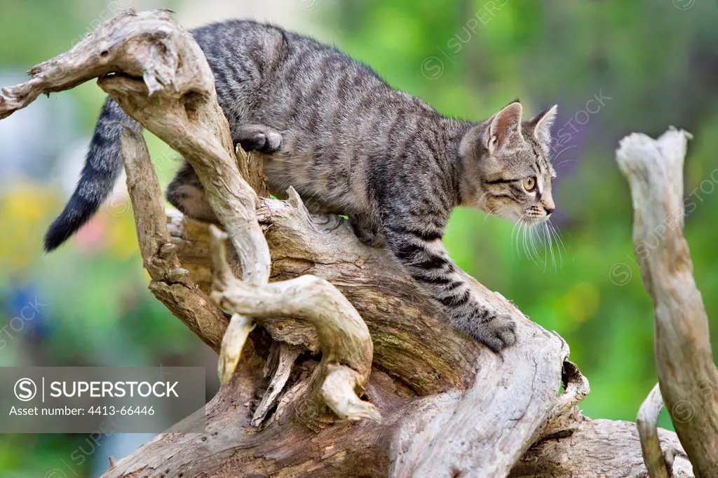 Tabby cat in observation on a root Oberbruck