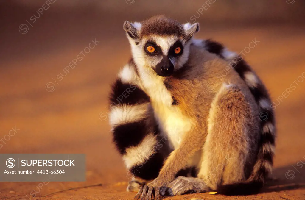 Ring tailed Lemur sat on the ground Madagascar
