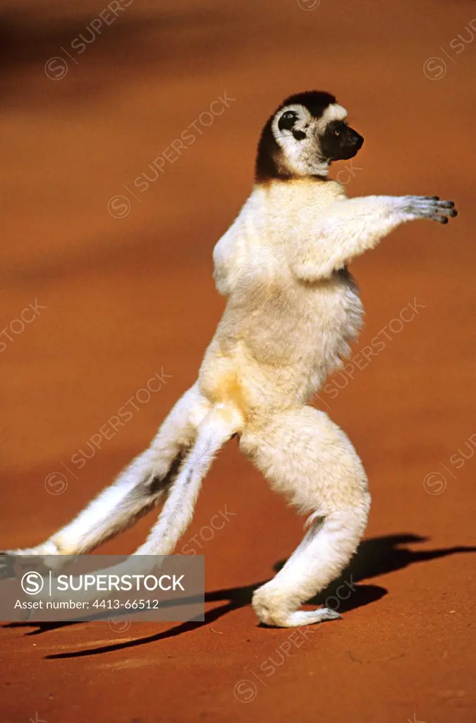 Coquerel's Sifaka jumping on a laterite soil Madagascar