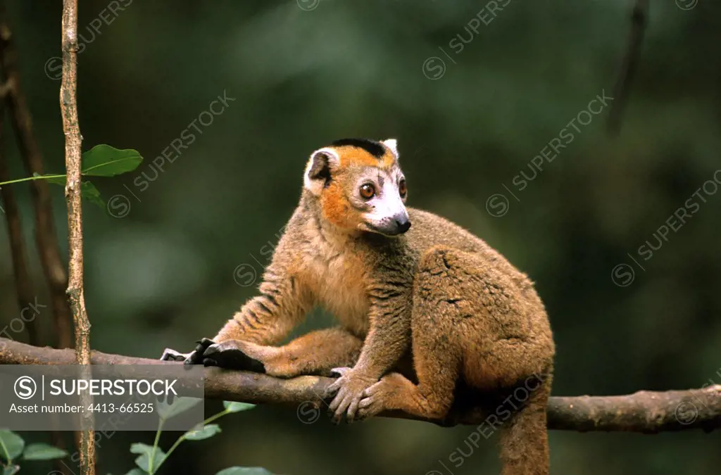 Male Crowned Lemur careful on a branch Madagascar