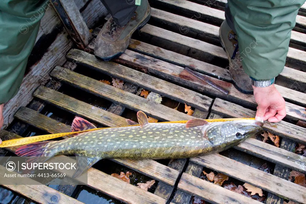 Measure of a pike caught in boat tanks' Stock '