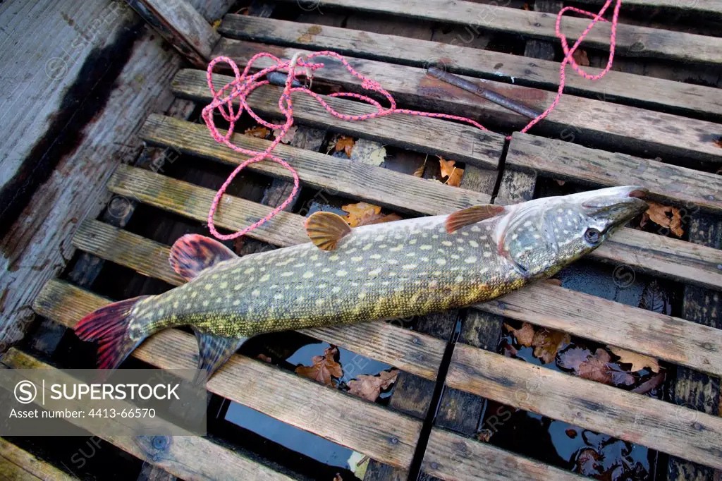 A pike caught in boat tanks on ' Stock 'Moselle