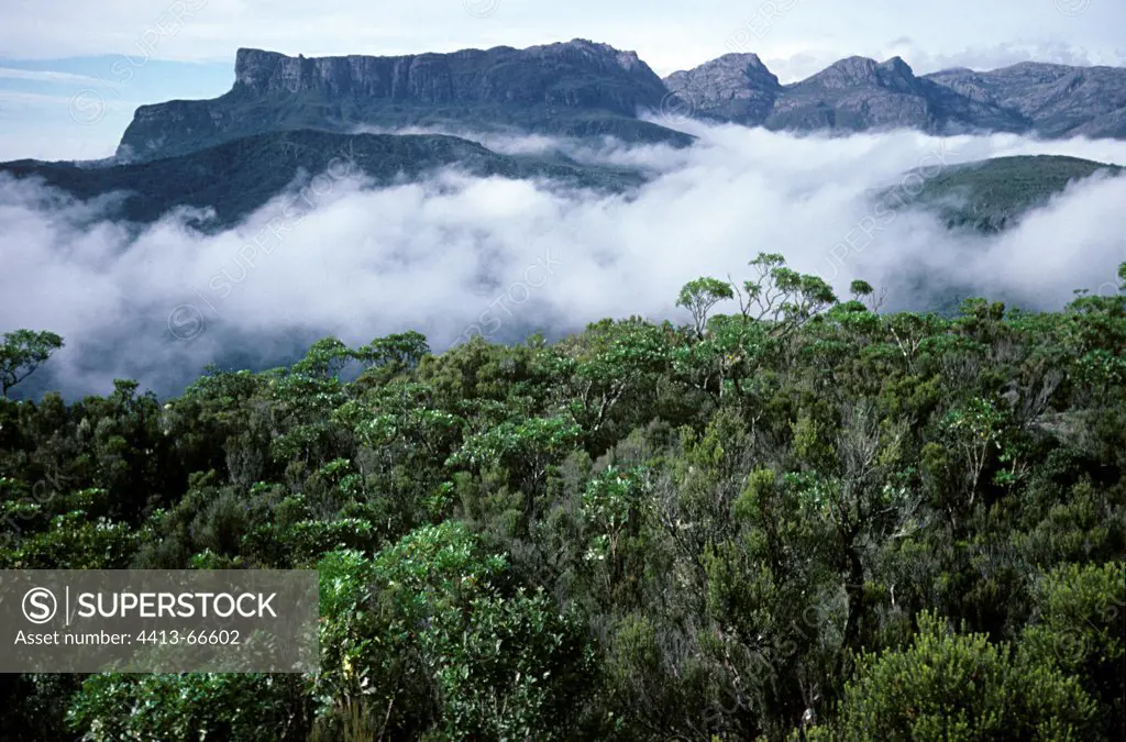 Mist on the canopy of the rainforest Madagascar