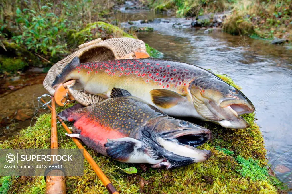 Brown trout and Brook trout on the bank