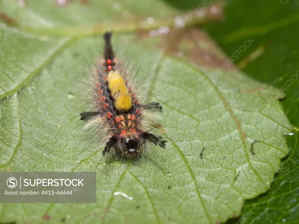 Nocturnal Butterfly caterpillar on an Apple Tree leaf Doubs