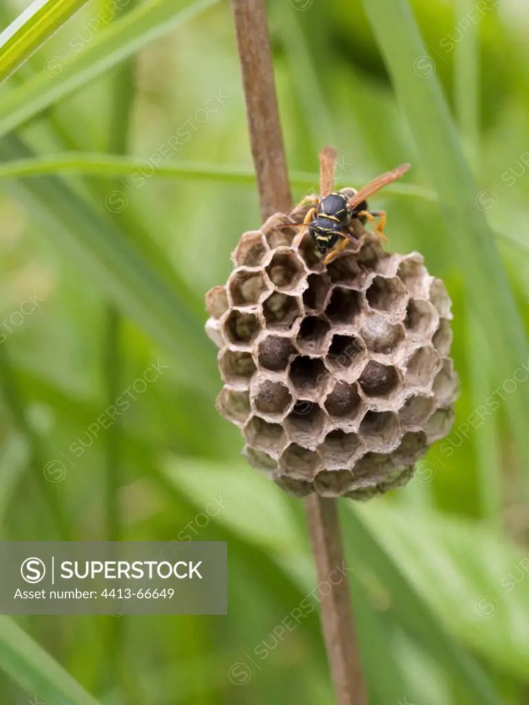 Female Paper Wasp watching its nest Vosges France