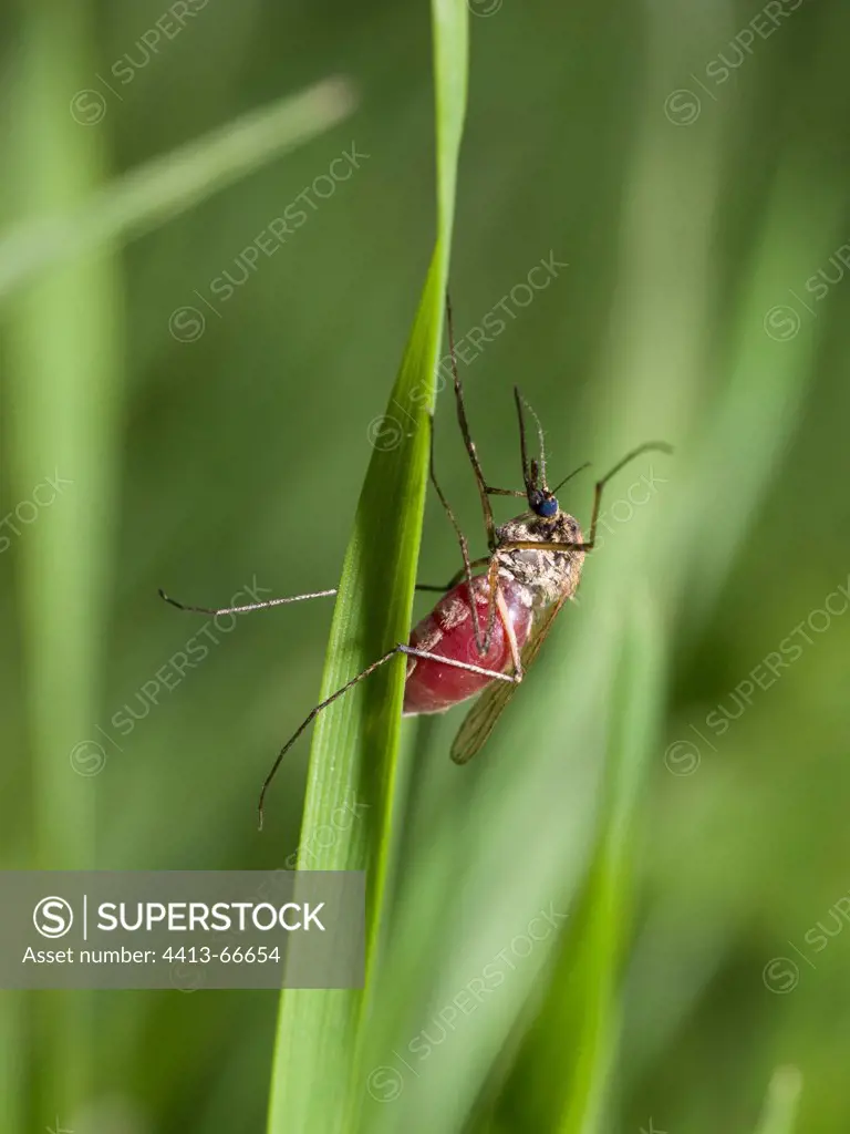 Female Mosquito with the abdomen full of blood Jura