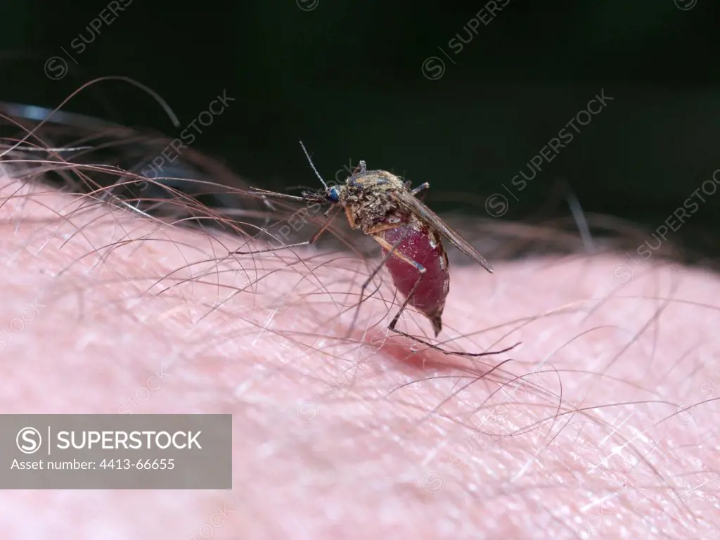 Female Mosquito eating on a arm Jura France