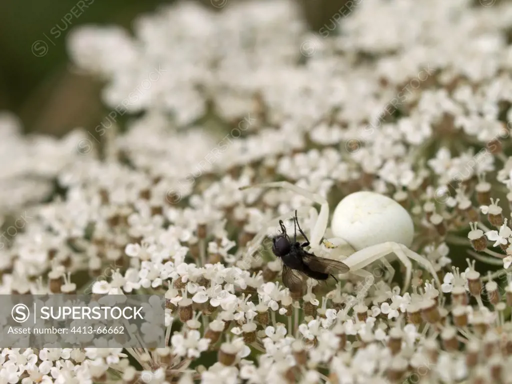 Crab Spider eating a Fly on an umbel Doubs