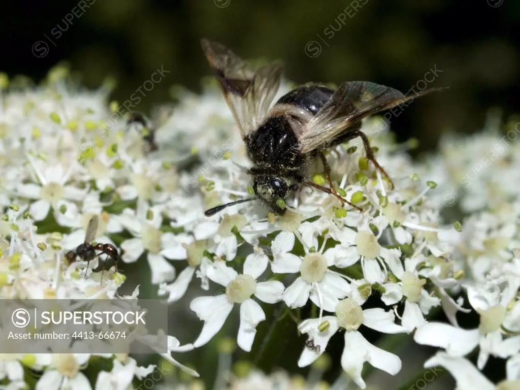 Hymenoptere gathering nectar on an umbel Haute-Saône