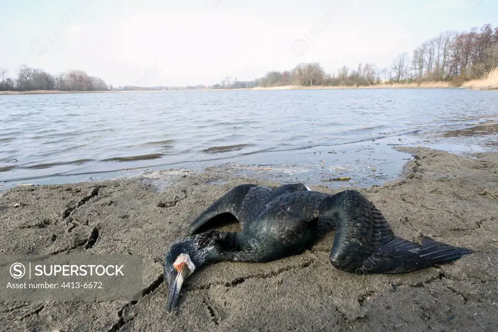 Dead cormorant failed on the bank of a pond France